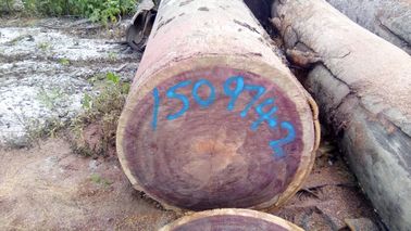 Resistencia a la putrefacción Registros de corazón púrpura 905 Kg / M3 3 - 5 Ft Diámetro del tronco